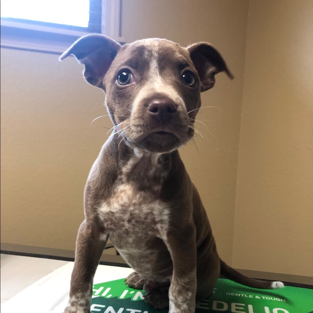 Meet your Posher, Benjamin